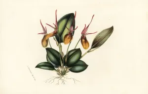 European Hothouse Plants Prints: Elegant restrepia orchid, Restrepia elegans