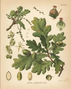 Botanical Illustrations Online Prints: English oak or pedunculate oak, Quercus robur