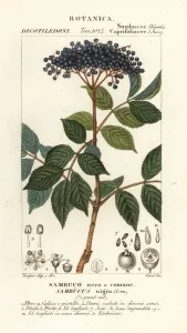 Botanical Illustration 1837 Prints: European black elderberry, Sambucus nigra