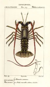 Handcoloured Copperplate Stipple Engraving Prints: European spiny lobster, Palinurus elephas