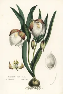European Hothouse Plants Prints: Fairy lantern, Calochortus albus
