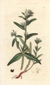 Handcoloured Engravings Prints: Field gromwell, Buglossoides arvensis
