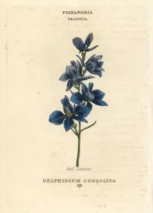 Handcoloured Engravings Prints: Field larkspur, Consolida regalis