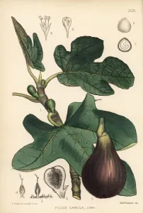 Prints of Fig, Ficus carica. Handcoloured lithograph by Hanhart after a botanical illustration by David Blair from Robert Bentley and Henry Trimens Medicinal Plants, London, 1880 Botanical Prints: Fig, Ficus carica - Handcoloured Lithograph Print