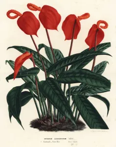 Flamingo Flower Print, 1867-1868