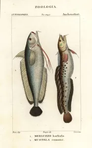 Pierre Turpin Illustrations Prints: Forkbeard and fivebeard rockling