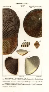 Antique Natural Science Prints: Fossils of extinct corals