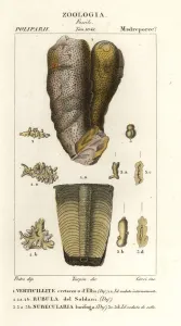 Handcoloured Copperplate Stipple Engraving Prints: Fossils of extinct marine creatures