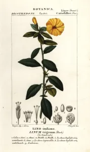Pierre Turpin Illustrations Prints: French flax, Linum trigynum