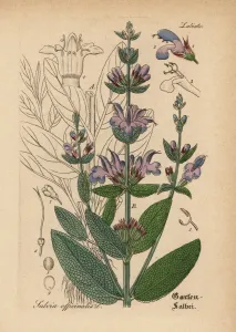 Garden Sage Print, Salvia officinalis, 1876 Engraving