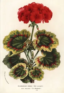European Hothouse Plants Prints: Geranium variety, Miss Pollock, Pelargonium zonale