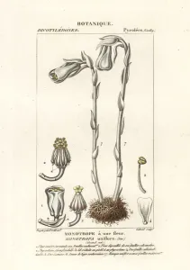 Handcoloured Copperplate Art Prints: Ghost plant or Indian pipe, Monotropa uniflora