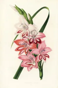 European Hothouse Plants Prints: Gladiolus varieties raised by Charles Truffaut of Versailles