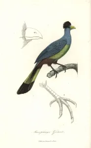 Handcoloured Engravings Prints: Great blue turaco, Corythaeola cristata
