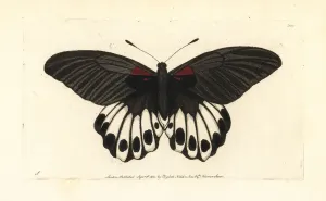 Handcoloured Engravings Prints: Great mormon butterfly, Papilio memnon