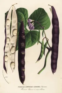 European Hothouse Plants Prints: Green bean or haricot, Phaseolus vulgaris lucasianus