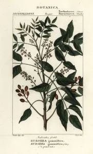 Handcoloured Copperplate Art Prints: Gumbo-limbo, Bursera simaruba