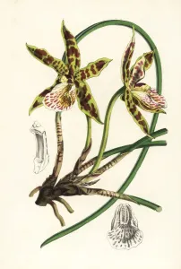 European Hothouse Plants Prints: Hadwens scuticaria orchid, Scuticaria hadwenii
