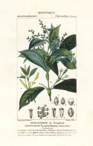 Botanical Illustration 1837 Prints: Hedyosmum bonplandianum, Kunth