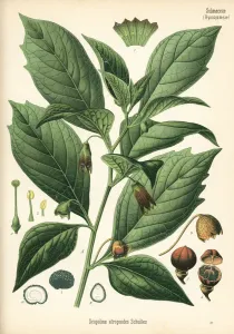 Hermann Adolph Koehler Art Prints: Henbane bell, Scopolia carniolica