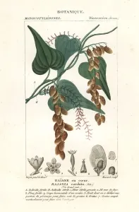 Antique Natural Science Prints: Himber tree, Rajania cordata