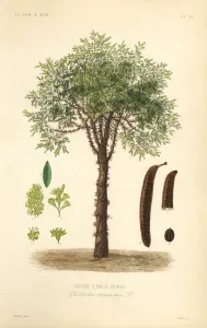 Antique Botanical Prints For Sale Prints: Honey locust or thorny locust tree, Gleditsia triacanthos