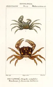 Handcoloured Copperplate Stipple Engraving Prints: Horned ghost crab and zombie crab