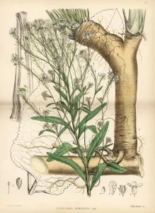 Horseradish Print, 1880