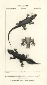 Handcoloured Copperplate Stipple Engraving Prints: House gecko and broad-tailed gecko
