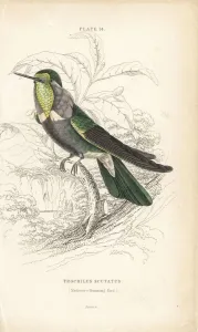 Hyacinth visorbearer Print, 1834