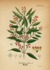 Indian Sandalwood Print, 1876