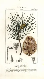 Pierre Turpin Illustrations Prints: Italian stone pine, Pinus pinea