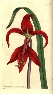 Sprekelia formosissima Print, 1787