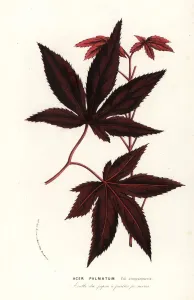 Charles Lemaire Botanicals Prints: Japanese maple or iroha momiji, Acer palmatum