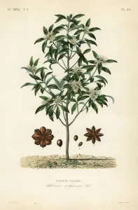 Japanese Star Anise Print, Illicium anisatum, 1864-1871
