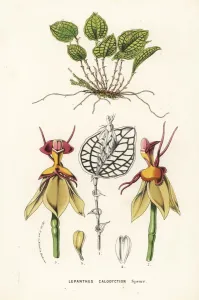 Charles Lemaire Botanicals Prints: Lepanthes calodictyon orchid