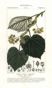 Pierre Turpin Illustrations Prints: Lime tree or linden tree, Tilia alba