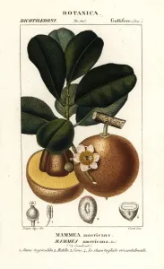 Pierre Turpin Illustrations Prints: Mammee apple, Mammea americana