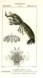 Antique Natural Science Prints: Mantis shrimp, Gonodactylus chiragra