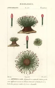 Antique Natural Science Prints: Mediterranean snakelocks sea anemone, Anemonia sulcata