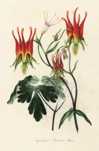 Charles Lemaire Botanicals Prints: Mexican columbine, Aquilegia skinneri