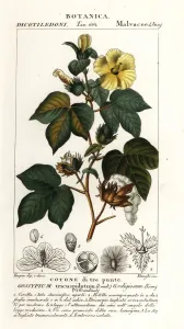 Handcoloured Engravings Prints: Mexican cotton, Gossypium hirsutum