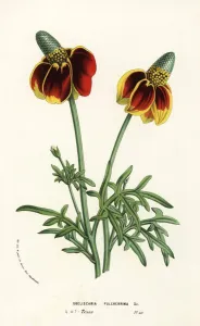 European Hothouse Plants Prints: Mexican hat plant, Ratibida columnifera f. pulcherrima
