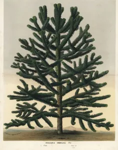 Endangered Monkey Puzzle Tree, Araucaria araucana Print