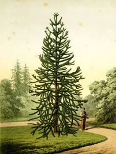 Monkey Puzzle Tree Print, Araucaria Imbricata Pavon, 1868