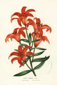 Charles Lemaire Botanicals Prints: Morning star lily, Lilium concolor