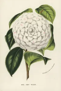 Charles Lemaire Botanicals Prints: Mrs. Abby Wilder, hybrid camellia, Camellia japonica