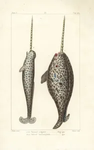 Handcoloured Copperplate Art Prints: Narwhal or sea canary, Monodon monoceros