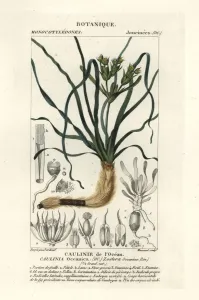 Handcoloured Engravings Prints: Neptune grass, Posidonia oceanica