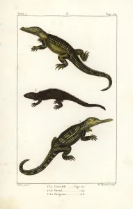 Handcoloured Copperplate Art Prints: Nile crocodile, gharial and dragon lizard